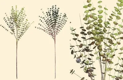 Produktbild von Gilde Deko Zedernzweig Mit Zapfen 42616