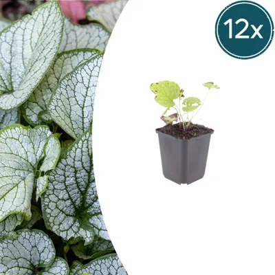 Zdjęcie produktu dla Brunnera macr. 'Jack Frost' | 12 sztuk - 10-25cm - Ø9cm - Roślina ogrodowa