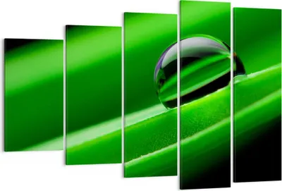 Produktbild von Bild auf Leinwand - Leinwandbild - Pflanze Tropfen Wasser Blase - 150x100cm - Wand Bild - Wanddeko - Leinwanddruck - Bilder - Kunstdruck - Wanddekoration - Leinwand bilder - Wandkunst - EG150x100-2352