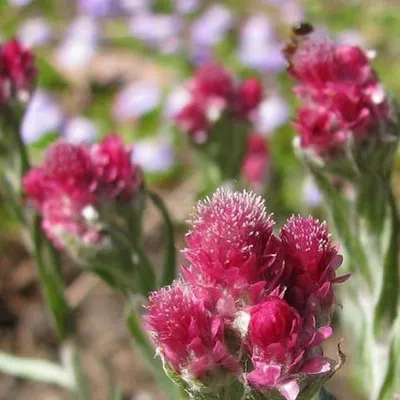 Produktbild von 6 x Katzenpfötchen  - Antennaria dioica 'Rubra'  | Topf 9cm x 9cm
