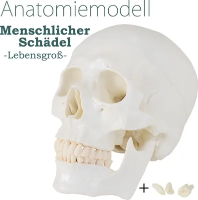 Produktbild von Anatomický model lebky v životnej veľkosti Anatomický model lebky Model lebky Ľudská hlava s pohyblivou dolnou čeľusťou Anatómia lebky MedMod