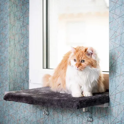 Produktbild von Canadian Cat Fensterliege für Katzen mittel - Möbelstück für ruhige Momente