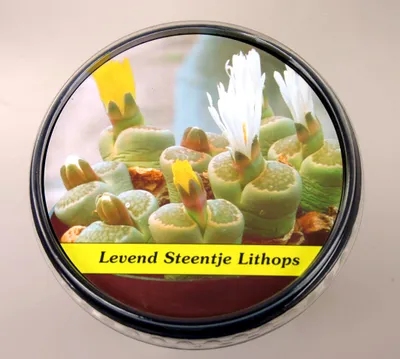 Produktbild von Lebendige Steine