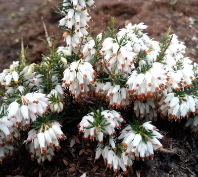 Image de 3 Erica carnea Steffi Bruyère d'hiver persistante 10 - 15 cm blanc