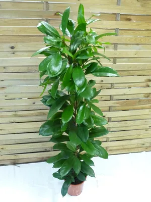 Produktbild von [Palmenlager] XL Ficus cyathistipula - 140 cm/Afrikanische Feige/Zimmerpflanze