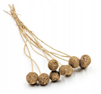 Produktbild von Enchanted Getrocknete Kraspedia Gold 10 Stück Dekoration