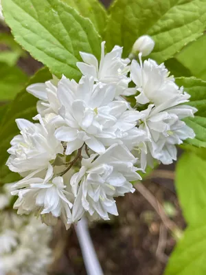 Obrázek produktu pro Deutzia magnifica - Blźtenstr. 50 - 60 cm Kontejner