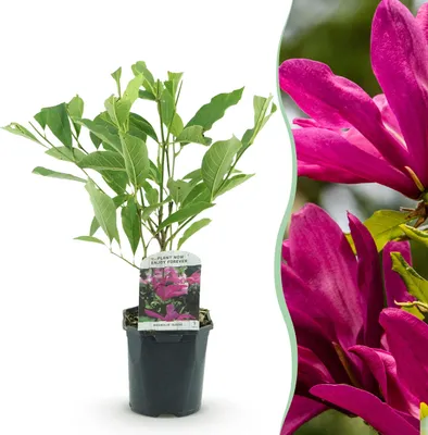 Image de Heesters - Magnolia Susan - Bloemen Donker Roze - 1 plant - bladverliezend - weinig onderhoud - 35-45cm - Ø18cm - Plante de jardin