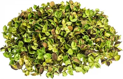 Produktbild von Baumwolle Pods Apfelgrün, verpackt im Beutel mit 250 g | Baumwoll Knospen