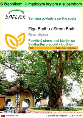 Obrázok produktu pre SAFLAX Garden to go - Figa Budhu / Strom Bodhi - Ficus religiosa - 100 Semená - S črepníkom, klimatickým vekom a pestovateľským substrátom