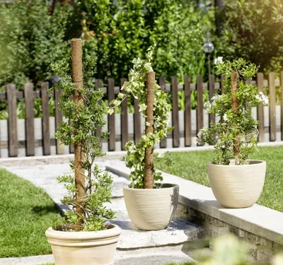Produktbild von Windhager Kokos-Pflanzstab 60 cm