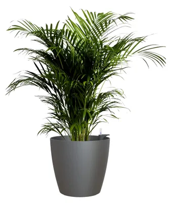 Produktbild von San Remo Übertopf mit Selbstbewässerungssystem, 42 cm, anthrazit