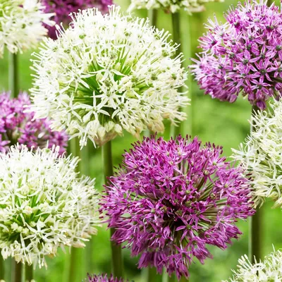 Image de Oignons d'Allium résistants au froid, vivaces - Variété "Twin Towers" - 10 bulbes - Oignons d'Allium Giganteum - Plantes parfumées des Pays-Bas, idéales pour le jardin ou les pots (gros bulbes, sans graines, non traitées chimiquement)