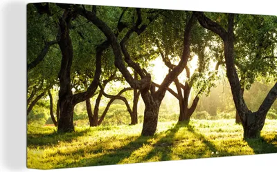 Produktbild von MuchoWow® - Leinwandbilder - Bäume - Natur - Sonne, Wandbild, Wanddeko Bilder Wohnzimmer, 40x20 cm