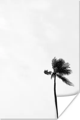 Produktbild von MuchoWow® Poster Palme als natürlicher Hintergrund in Schwarz und Weiß 80x120 cm - Papierdruck