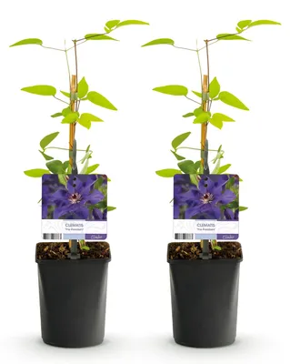 Image de Green boutiQ - Klimplant - Clematis The President - Bloem Roze - Weinig onderhoud -2 planten - Pot 11cm Hoogte 40cm