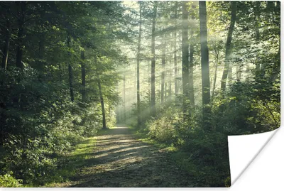 Produktbild von MuchoWow® Poster Wald - Licht - Weg 180x120 cm - Fotoplakat