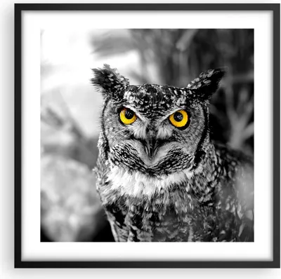 Produktbild von Gerahmtes Poster - Schwarzer Rahmen - Eule Vogel Natur - 50x50 cm - Wand Bild - Wanddeko - Wandbilder - Kunstposter - Wandposter - Bilderrahmen - Bilder - Kunstdruck - Wandbild - P2BAC50x50-1318