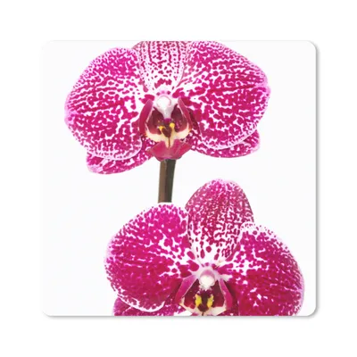 Produktbild von MuchoWow® Mauspad Mousepad Orchidee rosa 20x20 cm - Mousepads - Maus Mat - Pad - Mausunterlage - Desk Mat - Bureauartikeln