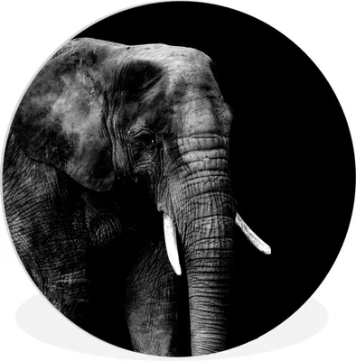 Produktbild von MuchoWow® Rundes Wandbild - Runde Bilder Elefant - Tiere - Schwarz - Weiß Ø 90 cm Kreis Wanddekoration Kunststoff - Wandkreis - Wandschmuck - Wand-Kreis - Wohnzimmer - Bild - Runde - Wanddeko - Dibond - Kunstdrucke
