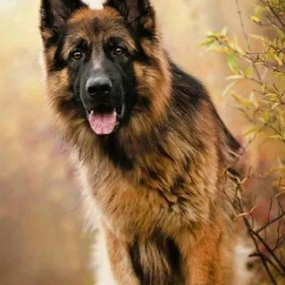 Produktbild von Norimpex Diamantmosaik - Deutscher Schäferhund 2000909