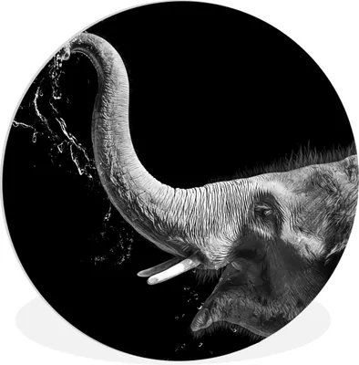 Produktbild von MuchoWow® Rundes Wandbild - Runde Bilder Porträt - Elefant - Tiere - Schwarz und weiß Ø 90 cm Kreis Wanddekoration Kunststoff - Wandkreis - Wandschmuck - Wand-Kreis - Wohnzimmer - Bild - Runde - Wanddeko - Dibond - Kunstdrucke