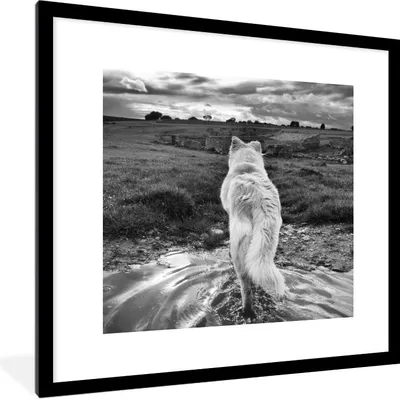 Produktbild von MuchoWow® Gerahmtes Poster Wolf mit Blick auf die Landschaft in Schwarz und Weiß 40x40 cm - Poster mit Schwarzem Bilderrahmen Wandposter Rahmen Foto Bilder - Poster - Plakat im Rahmen
