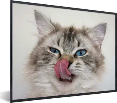 Produktbild von MuchoWow® MuchoWow® Gerahmtes Poster Katze - Tier - Nase - Zunge 80x60 cm - Poster mit zchwarzem Bilderrahmen - Schwarzem - Mit Gestell