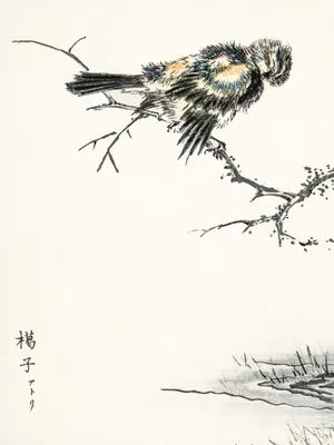 Zdjęcie produktu dla Plakat 30x40cm Brambling, Kashu Japoński Vintage do Salonu