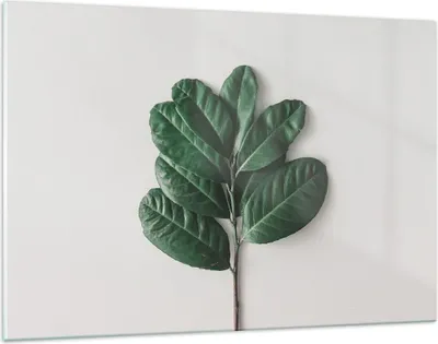 Produktbild von Bilder auf glas - Einteilig - Blätter Pflanzen Botanik - 120x80cm - Glasbilder - Wandbilder - Bilder - zum Aufhängen bereit - Wanddekoration aus Glas - Glas Bilder - Wandbild auf Glas - GAA120x80-4956