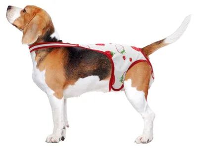Image de Couche lavable pour chiots, avec sangles réglables