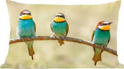 Produktbild von MuchoWow® Zierkissen Sofakissen Wohnzimmer Dekokissen 60x40 cm Vögel - Tiere - Bienenfresser - Kopfkissen - Polster mit Foto