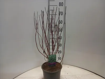 Produktbild von Cornus alba 'Elegantissima'  - Hartriegel | 60-80 cm im Topf