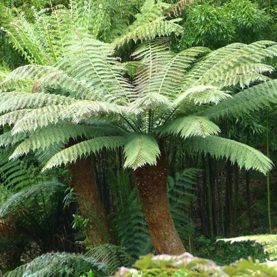 Immagine prodotto di Faggea della Tasmania (Dicksonia antarctica) - 1 porzione di spore