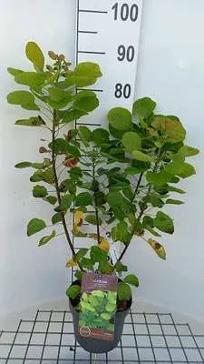 Image de Cotinus cogg. 'Lemon Lady'® - Arbuste à perruque 40- 60 cm Conteneur