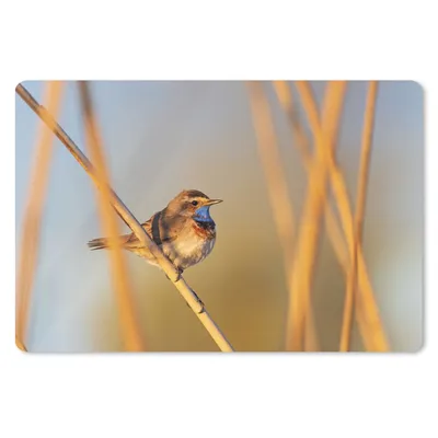 Produktbild von MuchoWow® Mauspad Mousepad Vögel - Blaukehlchen - Schilf 27x18 cm - Mousepads - Maus Mat - Pad - Mausunterlage - Büroartikel - Desk Matten