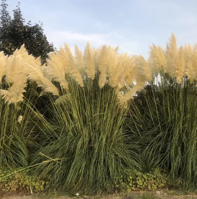 Produktbild von 6 x Cortaderia selloana - P9 - Pampasgras im 9 x 9 cm topf