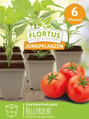 Artikelbild 7 von 'Stabtomatenpflanze Hellfrucht' aus der Kategorie Tomatenpflanzen