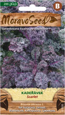 Obrázek produktu pro Kadeřávek okrasný SCARLET červený 61920