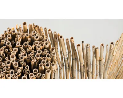 Produktbild von Sichtschutzmatte Schilfrohr 600 x 120 cm