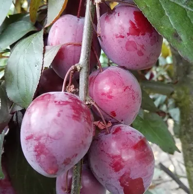 Produktbild von Rote Pflaume `Trailblazer´ - Pflaumenbaum 120-140cm im Topf