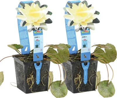 Image de Bloomique - Lot de 2 - Nymphaea Marliacea Chromat - Nénuphar - Jaune - Plantes de bassin - Plantes aquatiques - Rustique - Hauteur 10-20 cm - Pot 11 cm