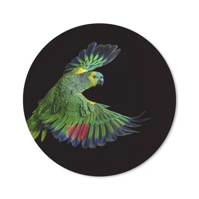 Produktbild von MuchoWow® Mauspad Mousepad Nahaufnahme bunter Papagei 20x20 cm - Mousepads - Maus Mat - Pad - Mausunterlage - Schreibtischmatte