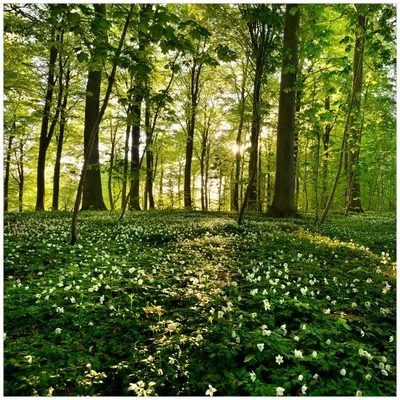 Produktbild von Wallario Magnet für Kühlschrank / Geschirrspüler, magnetisch haftende Folie - 60 x 60 cm, Motiv: Waldanemonen und Sonnenstrahlen im Wald