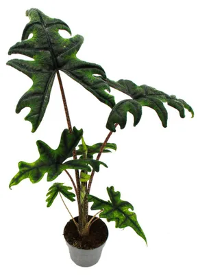 Produktbild von Alocasia tandurusa "Jacklyn" - Tropenwurz - Alokasie - Pfeilblatt - 12cm Topf