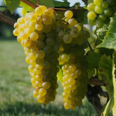 Zdjęcie produktu dla Winorośl Solaria 2L