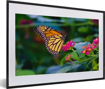 Produktbild von MuchoWow® Gerahmtes Poster Schmetterlinge - Blume - Natur 60x40 cm - Poster mit Schwarzem Bilderrahmen Wandposter Rahmen Foto Bilder - Schlafzimmer - Plakat in Rahmen - Drucken
