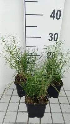 Zdjęcie produktu dla 6 x Carex musk 'Little Midge' - Turzyca piżmowa Little Midge - Doniczka 9 x 9 cm