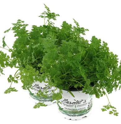 Produktbild von Enseleits 2 Kerbel Pflanzen, Anthriscus cerefolium Pflanze, frischer Kerbel