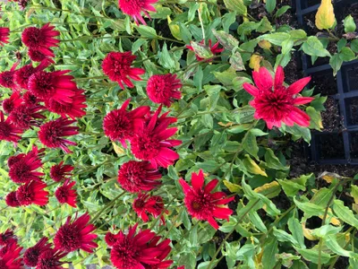 Obrázok produktu pre 6 x Echinacea purpurea 'Eccentric' - Sonnenhut - Topf 9x9 cm